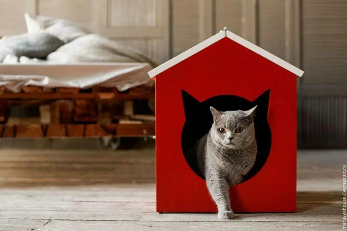 Кошка дома картинки. Дом для кошки. Креативные домики для кошек. Дом для котика. Коты в домике.