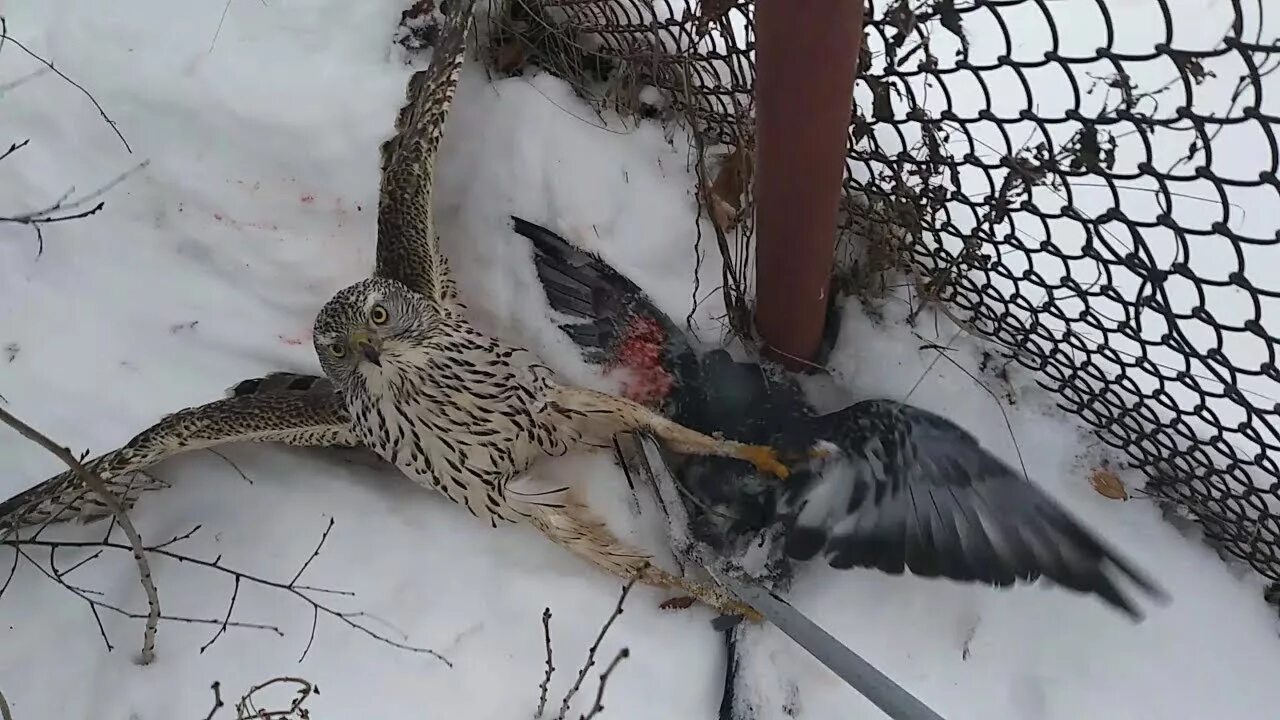 Берлинский короткоклювый турман. Узбекские голуби малля. Ястреб-перепелятник. Голубь хищное. Голуби в узбекистане дикие фото.