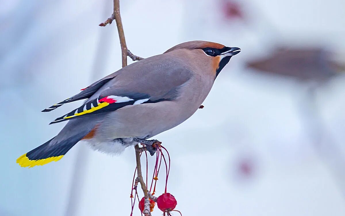 птичка с желтым хвостиком. свиристель с хохолком. свиристель. свиристель обыкновенный ареал. птицы как свиристели только без хохолков.