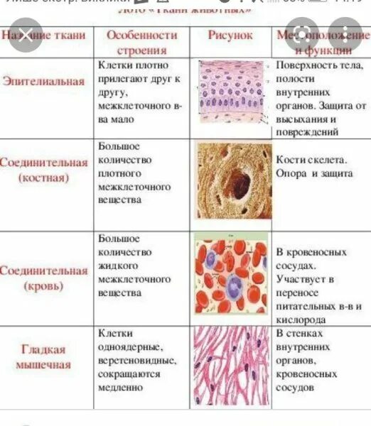 Функции эпителиальной ткани таблица. Строение эпителиальной ткани. клетки эпителиальной ткани. виды тканей.