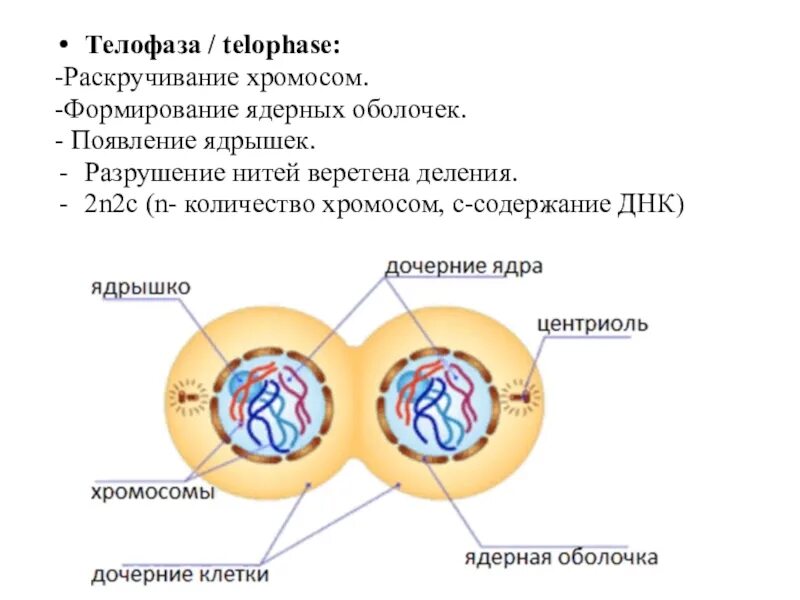 Число хромосом в телофазе митоза. Телофаза 2 2n2c. телофаза митоза процессы. телофаза процессы происходящие в клетке. формирование веретена деления митоз.