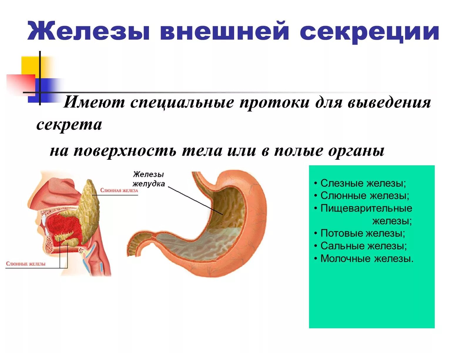 Внутренняя и внешняя секреция желёз. Желудочные железы внешней секреции. Слюнные железы внешней секреции. Желудок железа внешней секреции.