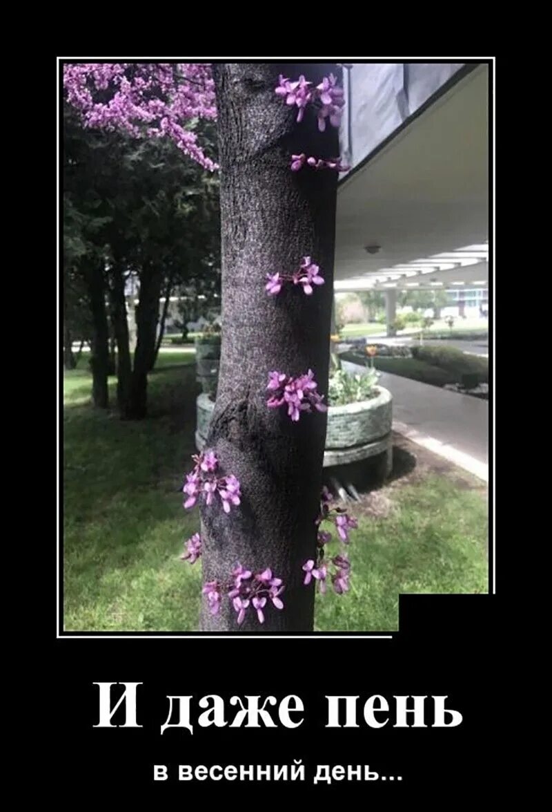 Журчат ручьи стих про весну. И даже пень в весенний день березкой. И даже пень в весенний день березкой. И даже пень в весенний день березкой снова стать мечтает. И даже пень в весенний день березкой.