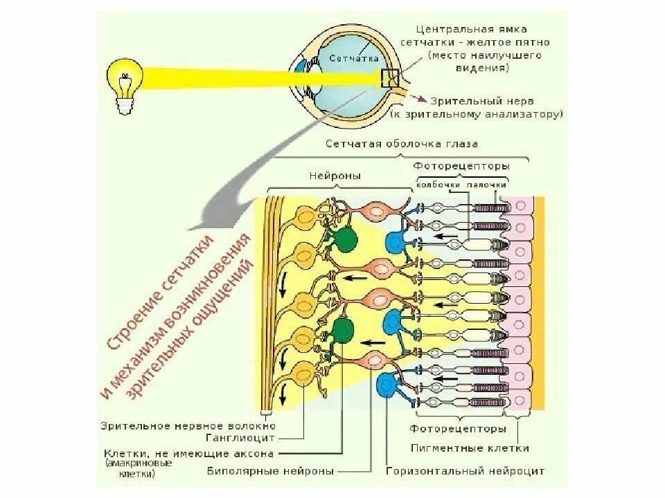 Строение сетчатки глаза. 10 Слоев клеток палочки и колбочки желтое пятно слепое пятно строение. Микроскопическое строение сетчатки. Строение сетчатки физика. 4 колбочки зрение