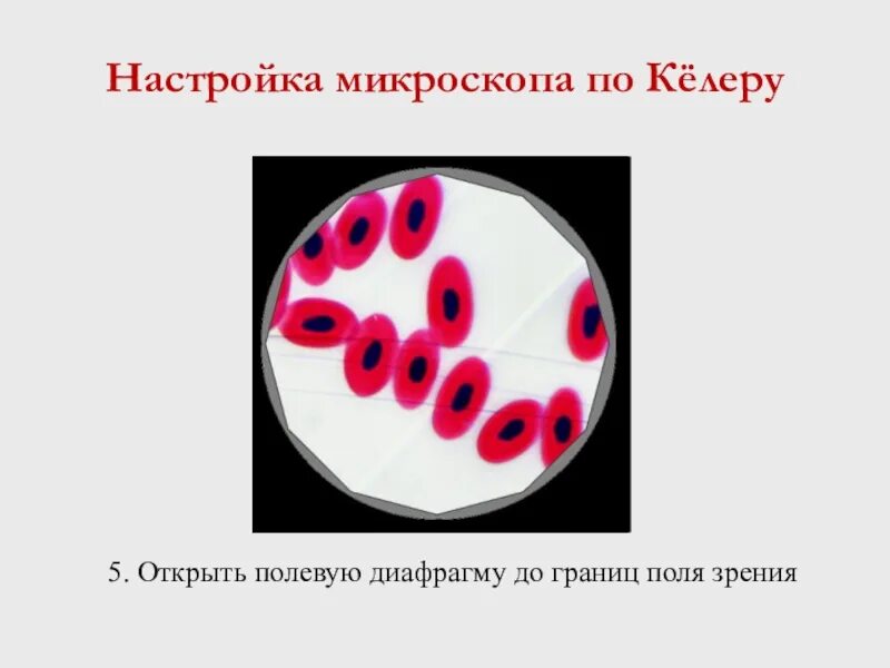 Введение гистология