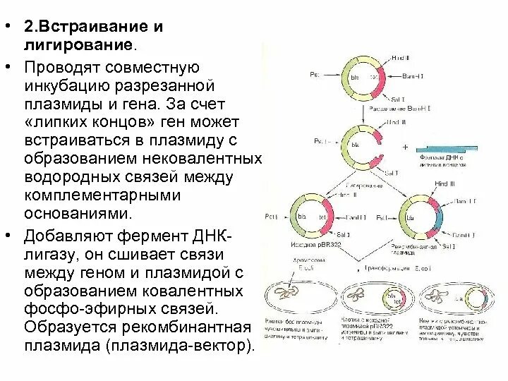 Плазмида генная инженерия. Рекомбинантных плазмид. Схема клонирования рекомбинантной ДНК. Синтез рекомбинантных ДНК. Этапы получения бактерий с рекомбинантной плазмидой