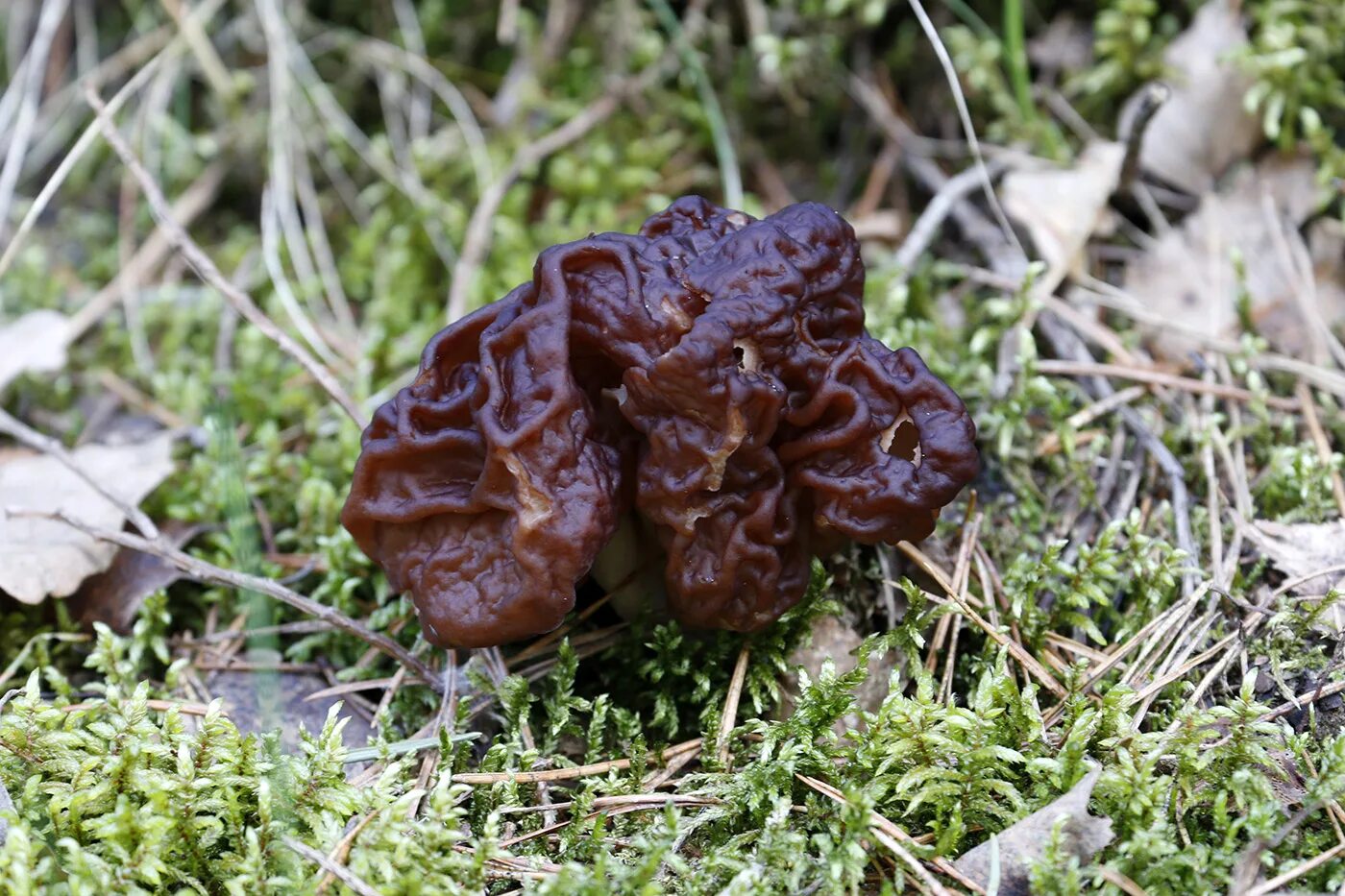 Черные строчки грибы. Бадяга обыкновенная строчок обыкновенный. Бадяга обыкновенная строчок обыкновенный. Гриб строчок. Гриб строчок черный.