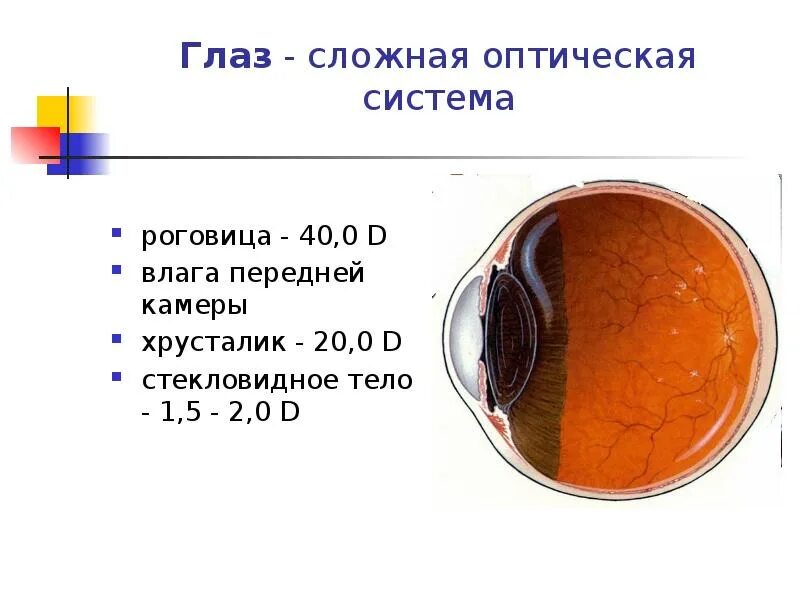 Хрусталик и стекловидное тело. Глаз сложная оптическая система. Стекловидное тело глаза в оптической системе. Строение стекловидного тела глаза.