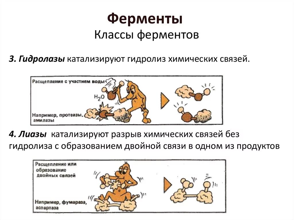 Примеры каждого класса ферментов Физиология и биохимия растительной клетки презентация онлайн