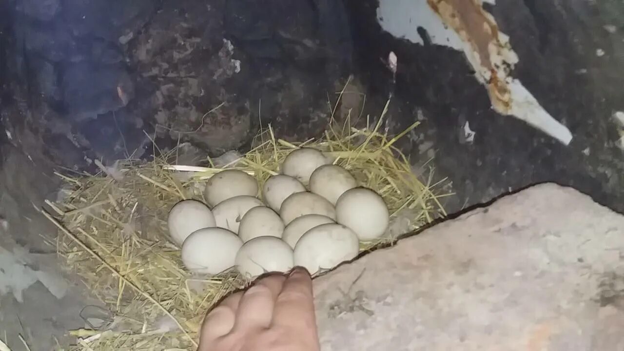 Можно ли под курицу подкладывать яйца. Гусыня высиживает яйца. Мускусная индоутка высиживает яйца. Гнездо для индоутки. Индоутка наседка на яйцах.