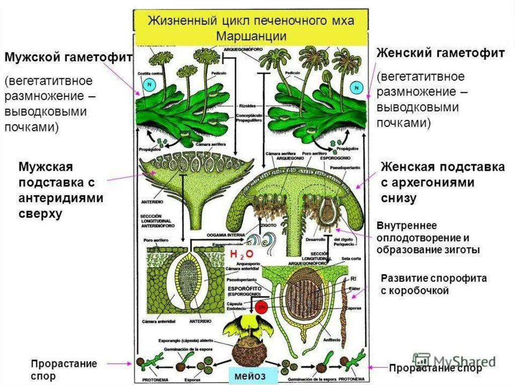 Жизненный цикл маршанции. Цикл размножения печеночных мхов. Жизненный цикл печеночников маршанция. Печеночный мох маршанция строение. Часть женского гаметофита