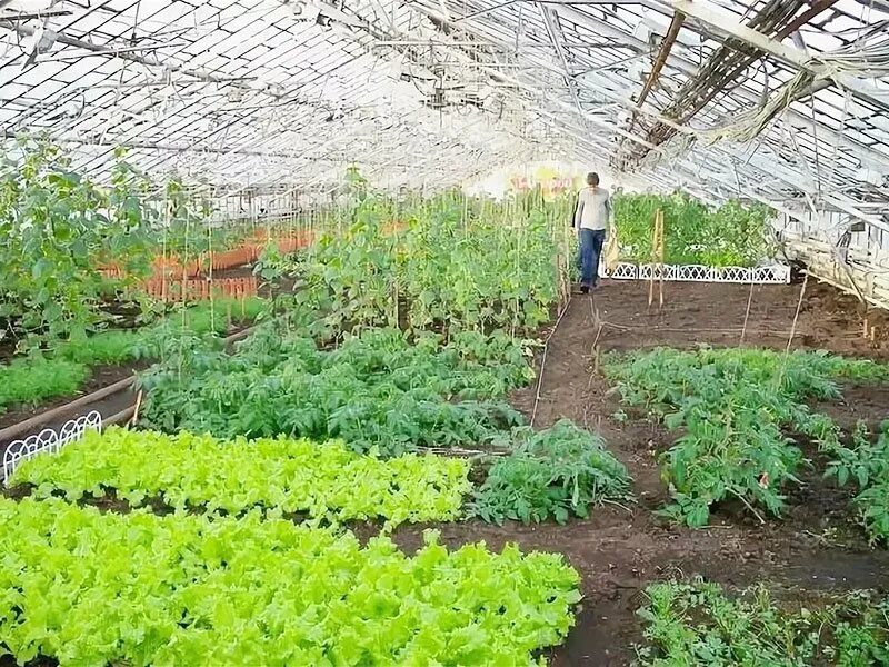 Научное овощеводство. Теплица с овощами. Теплица в огороде. Теплица с урожаем. Красивый огород с теплицей.