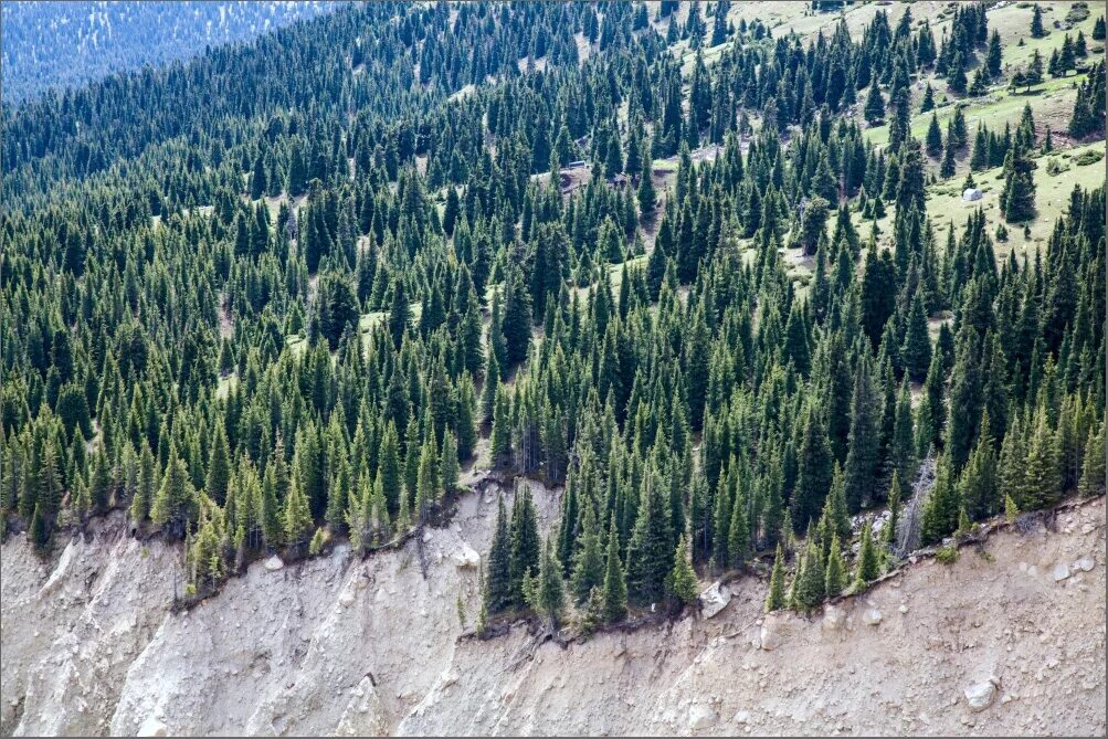 Ель королева тянь шаня. Ель королева тянь шаня. Ель королева тянь шаня. Долина реки ала-арча. Елка тянь шанская.