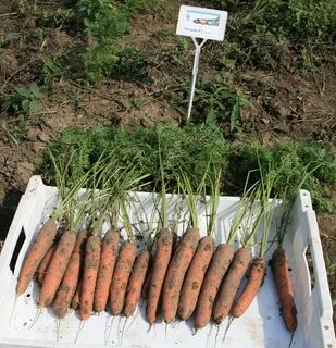 Морковь оптом волгоградская