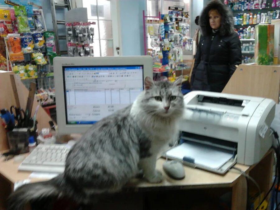 Кошечка маша. Котик в офисе. Котик офисный работник. Кошка Маша.