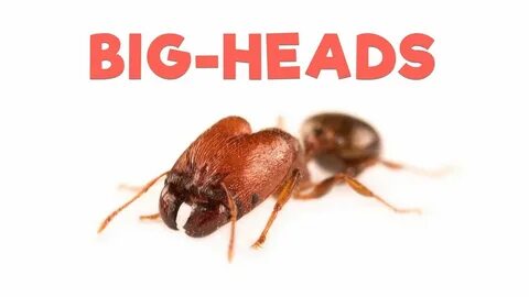 Big headed