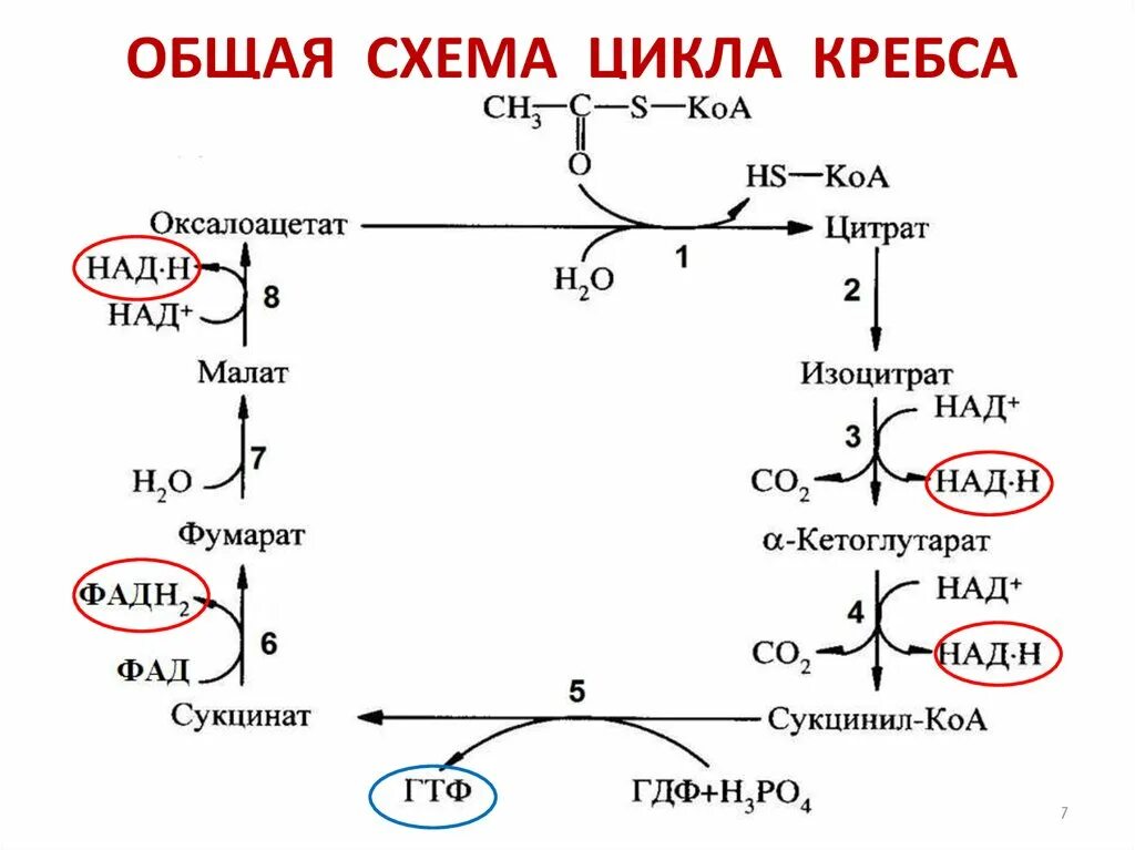 Цикл трикарбоновых кислот Кребса биохимия. Цикл Кребса схема биохимия. Цикл Кребса образование цитрата. Четвертая реакция цикла Кребса. 2 реакция цикла кребса