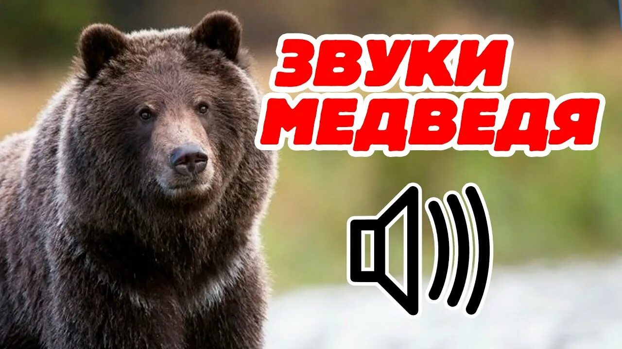 Звук рычание медведя. Звук медведя. Голос медведя. Звуки медвежат. Медведь рычит звук.