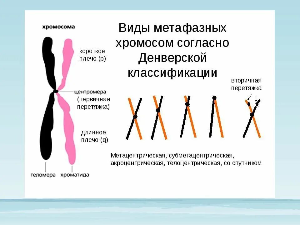 Хромосома имеет длину