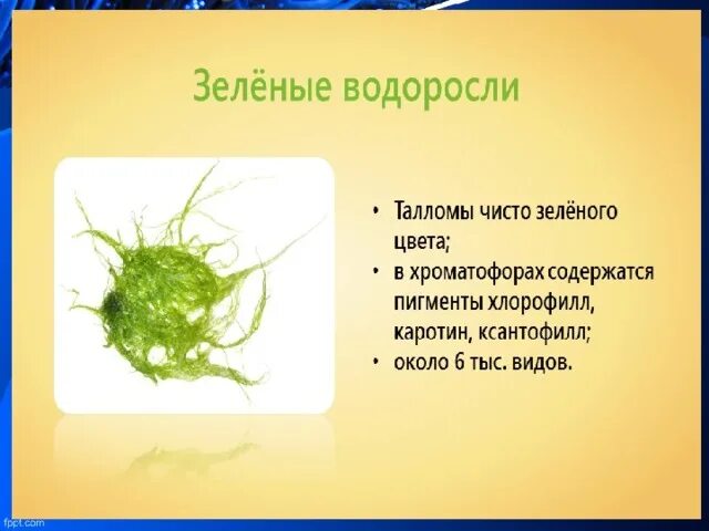 Термины водорослей. Водоросли презентация. Проект про водоросли. Водоросли 5 класс биология. Зеленые водоросли 5 класс биология.