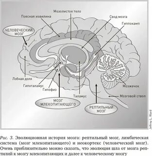 Древний мозг человека
