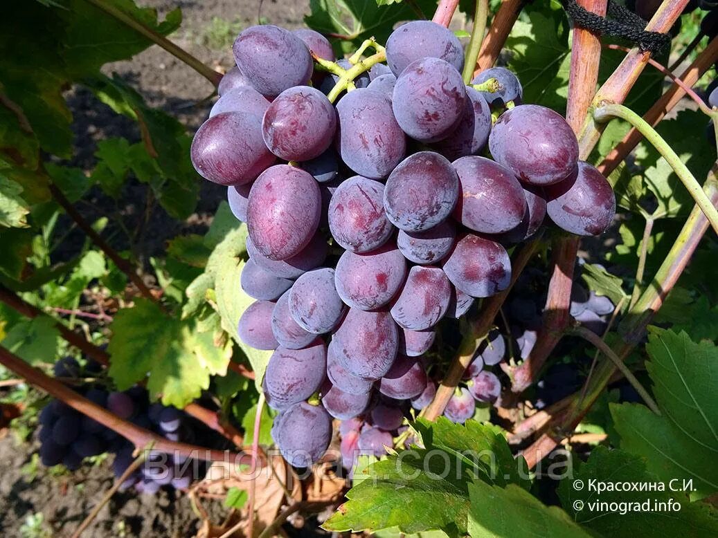 виноград алиса описание сорта отзывы