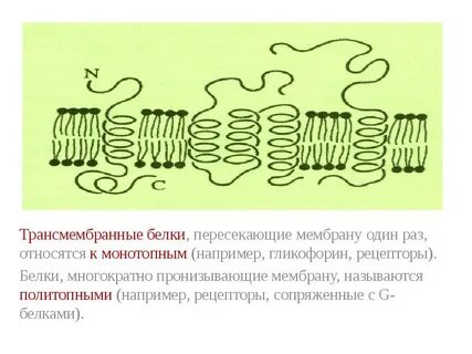 Барьерные белки