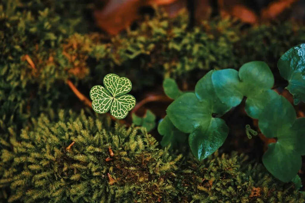 Какое растение является символом ирландии. Растение shamrock. негидальцы трилистник. трилистник растение. клевер макросъемка.