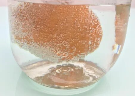 Science Fair Projects Egg Vinegar Experiment