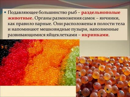 Большинство рыб