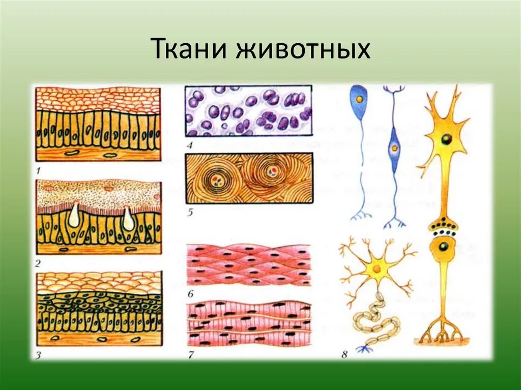 4 группы тканей животных. Строение различных тканей и клеток животных. Строение различных тканей и клеток животных биология 7 класс. Строение различных тканей и клеток животных рисунок 17. Ткань 1)  соединительная 2)  эпителиальная.