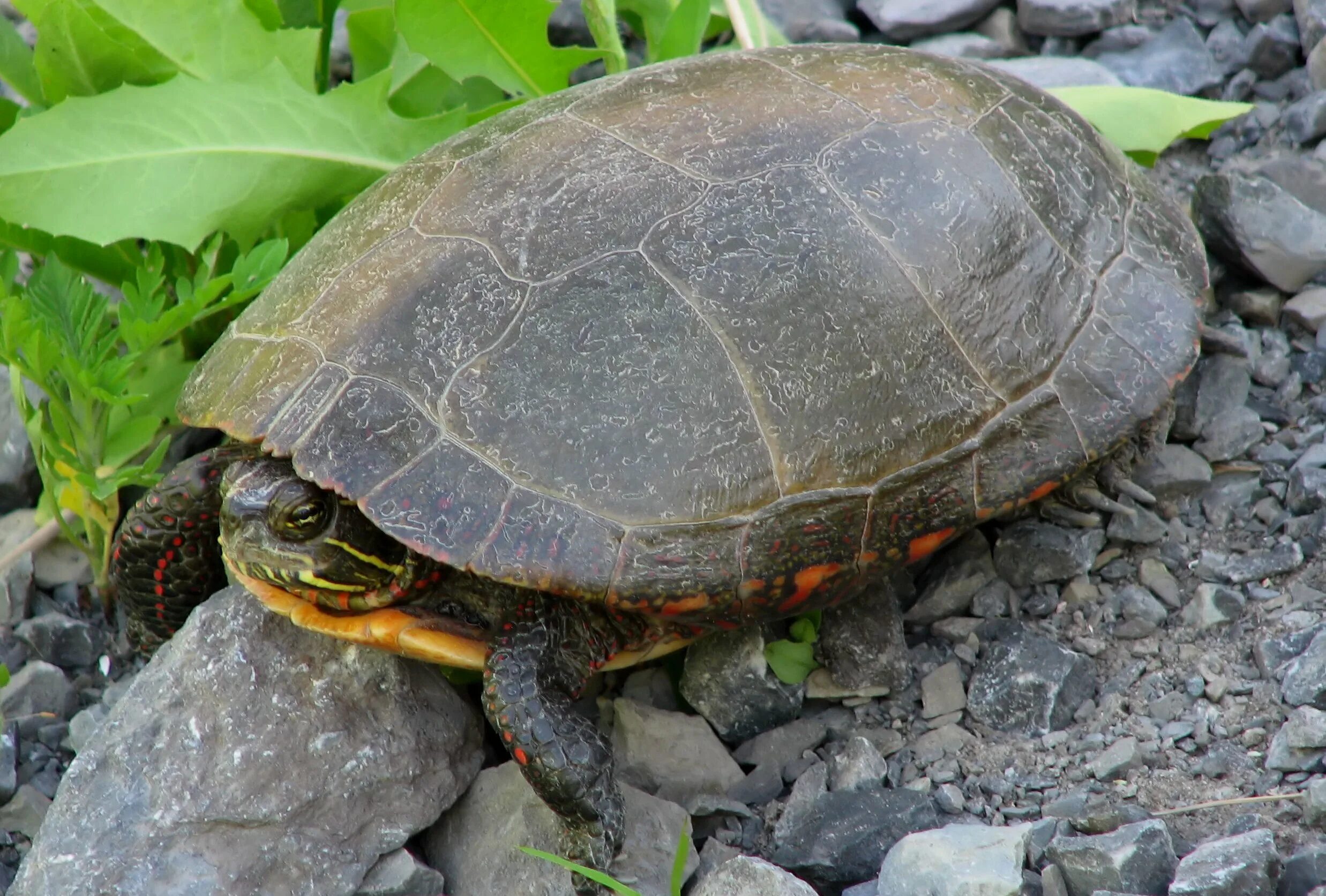 Left turtle. Мексиканская черепаха. Мексиканский череп. Китайская коробчатая черепаха. Западная Расписная черепаха.