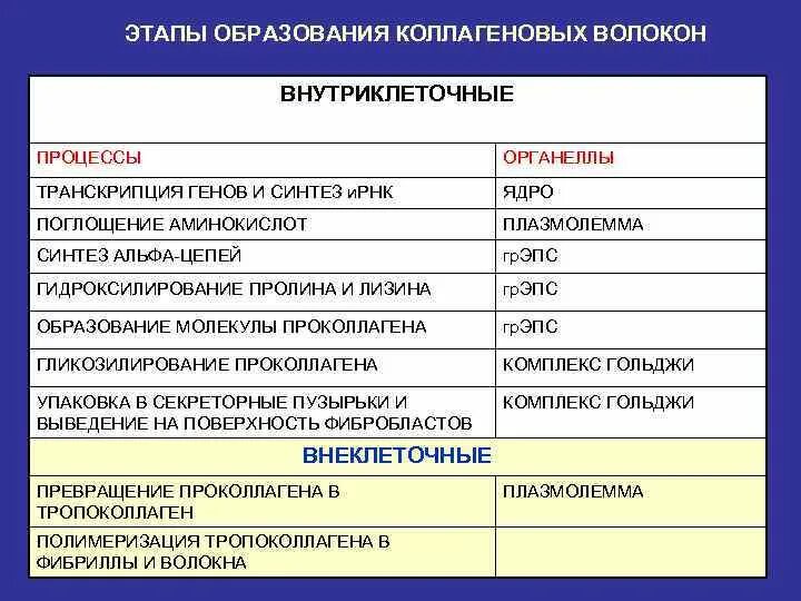Образование коллагеновых волокон. Стадии образования коллагена. Образование коллагеновых волокон. Строение коллагенового волокна. Этапы образования коллагеновых волокон.