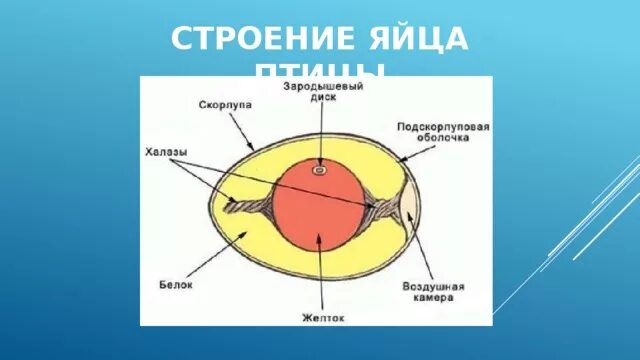 Строение скорлупы яйца птицы. Строение яйца курицы. Строение яйца строение. Внутреннее строение яйца птицы. Значение яйца птицы