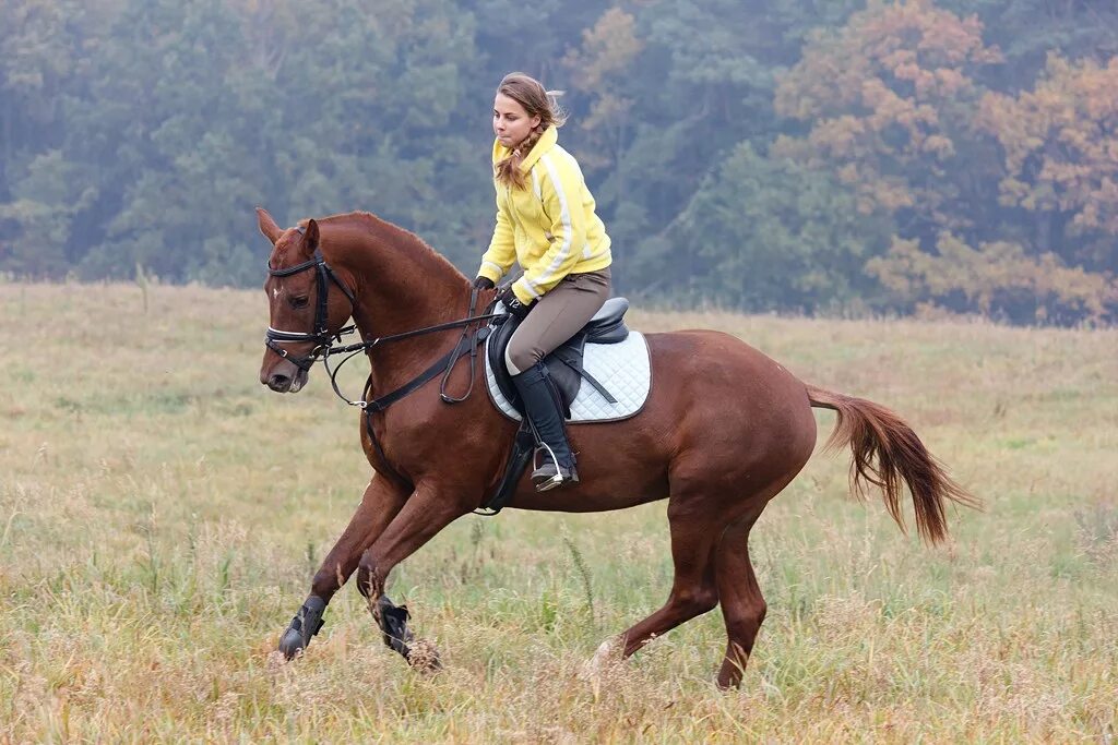 Riding round. Хорс райдинг. Начинающий всадник. Horse riding for Beginners. Hourse up соревнования с деревянной лошадью.