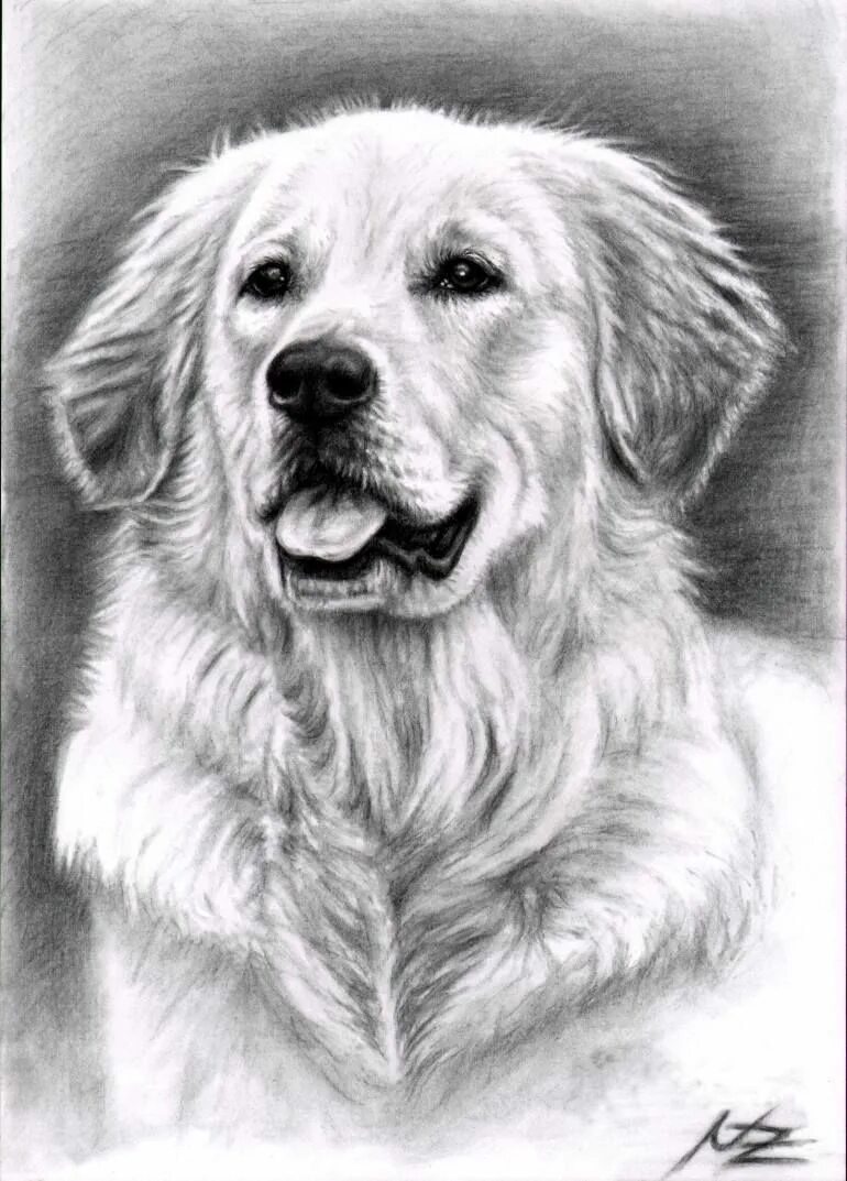 Собака карандашом