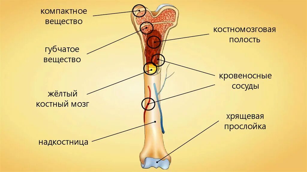 Рисунок состава кости человека. Строение трубчатой кости биология. Состав трубчатых костей. Структура человеческой кости. Костномозговая полость кости