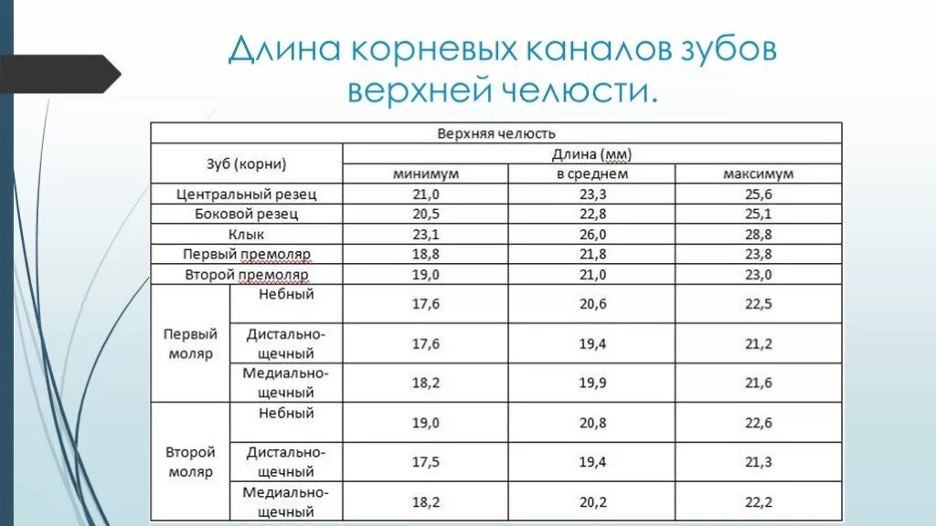 Определение корневых каналов. Длина корневых каналов зубов в норме таблица. Рабочая длина корневых каналов таблица. Длина корневого канала 25 зуба. Анатомический метод определения длины корневого канала.