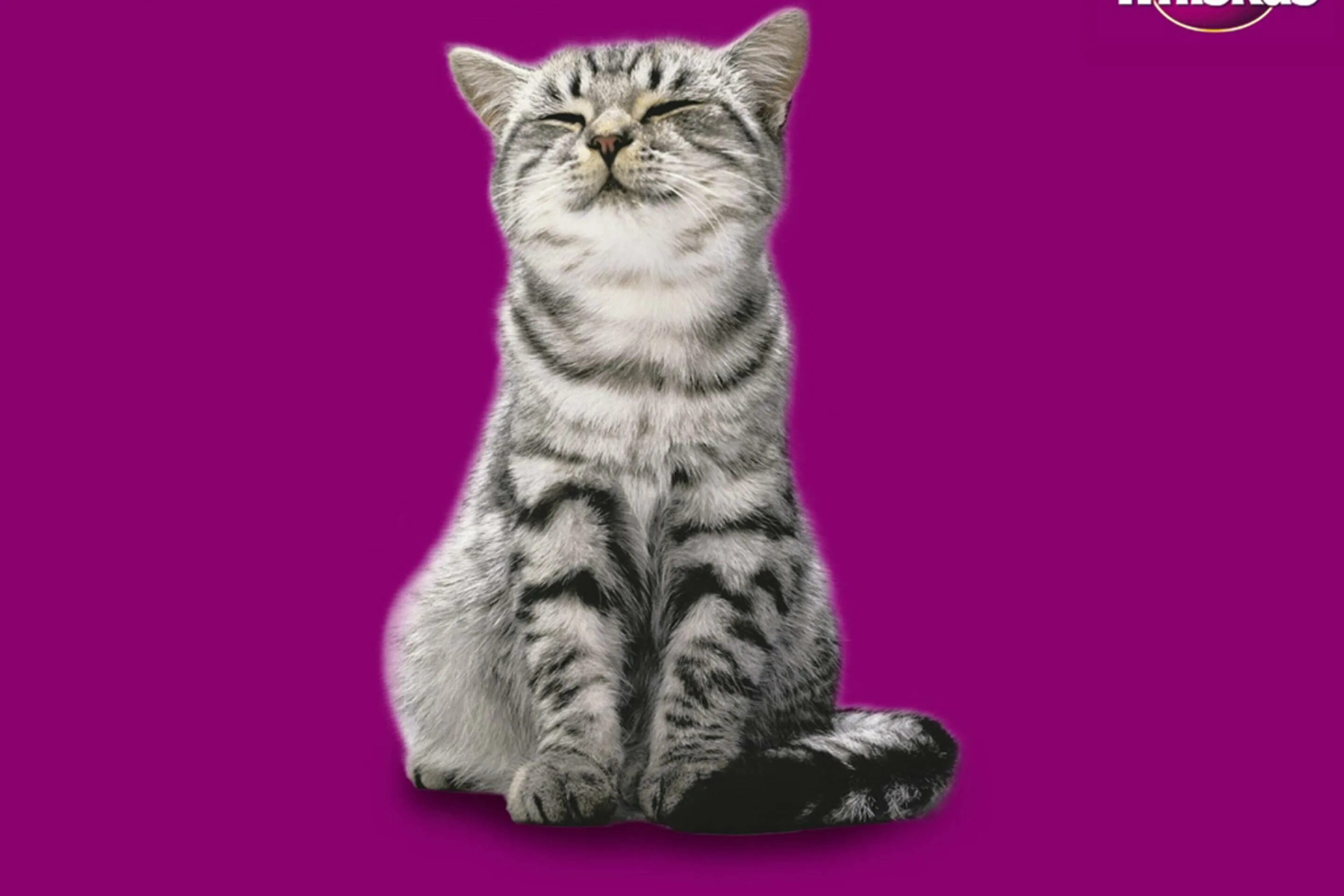 Музыка из рекламы вискас. Кошка вискас. Кот вискас порода вискаса. Порода кошки из рекламы вискас. Кошка с вискаса порода рекламы вискас.