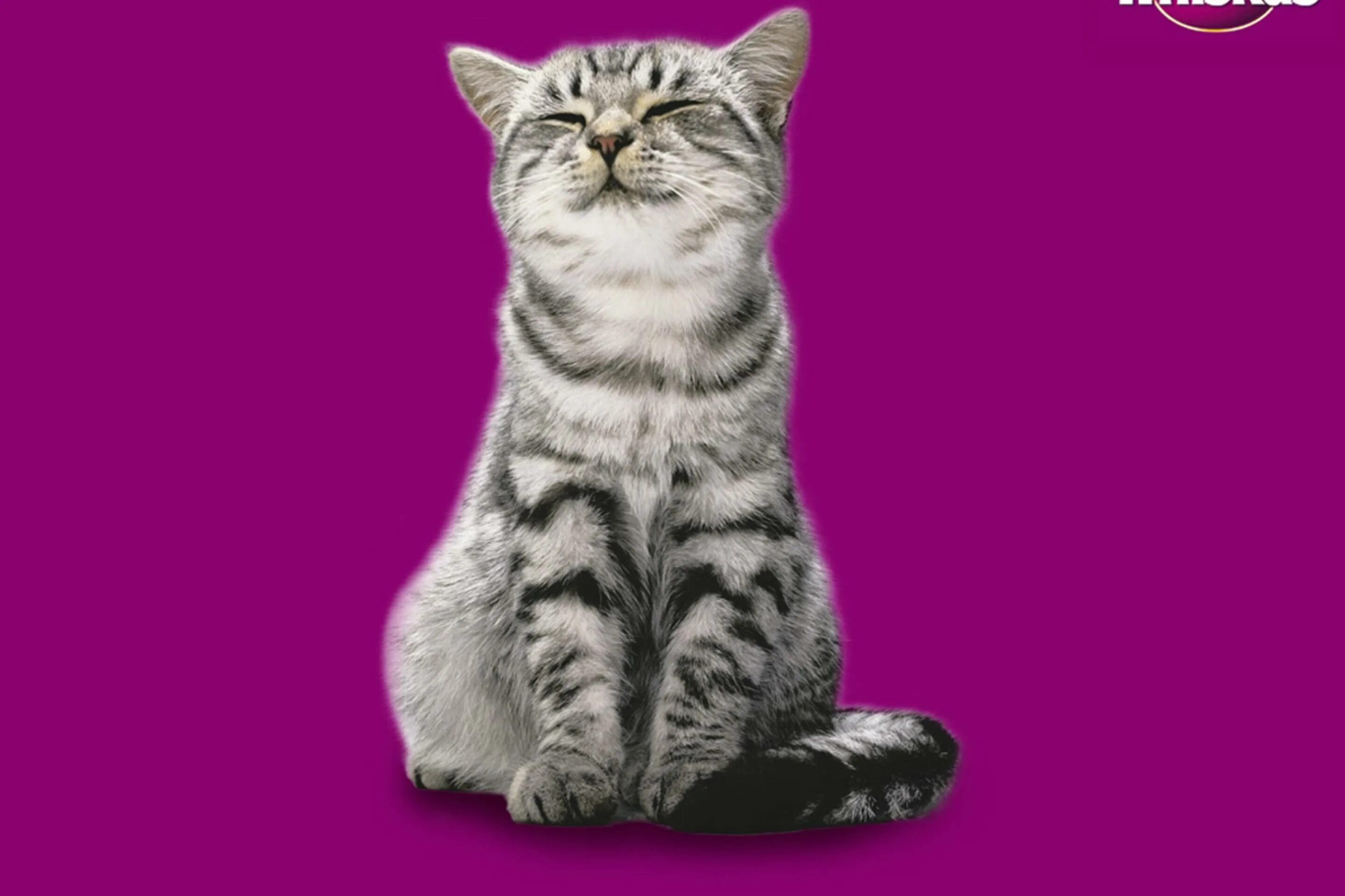 Реклама кошачьего