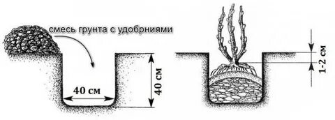Расстояние между ежевикой при посадке