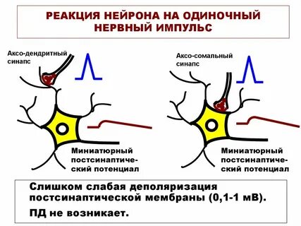 Синапсы в цнс