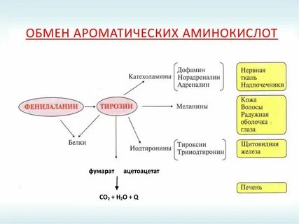 Вставьте в текст обмен белков