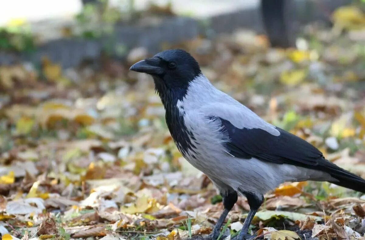 Ворона меланист. Новокаледонский ворон. Ворон окрас. Ворон окрас. Пестрохвостая ворона-флейтист.
