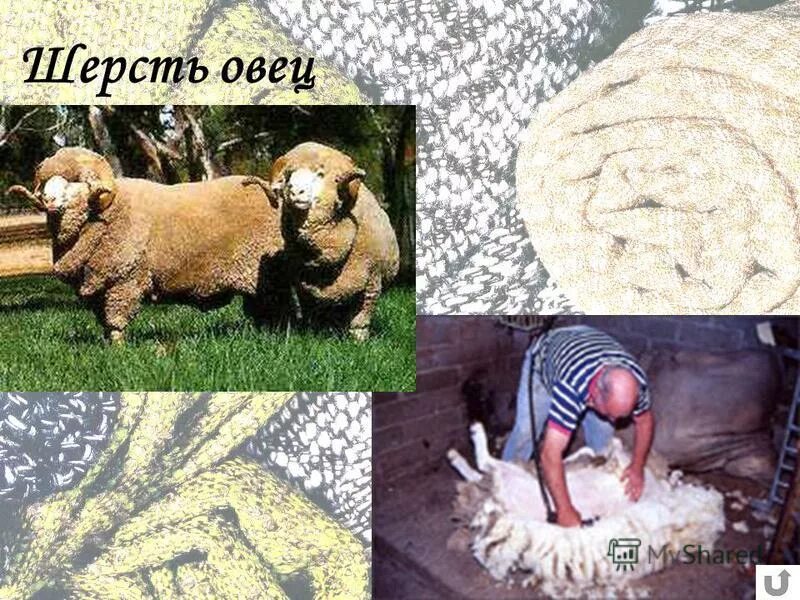 Типы шерсти овец. Тонкая шерсть овец. шерсть овец состоит из волокон. овцеводство шерсть презентация. шерсть овцы презентация.