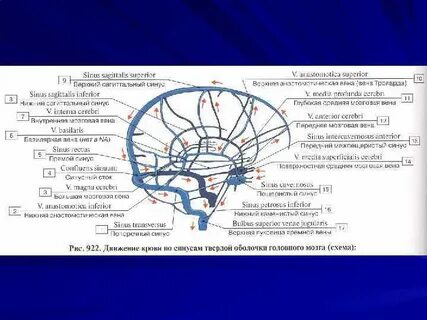 Венозные синусы головного мозга