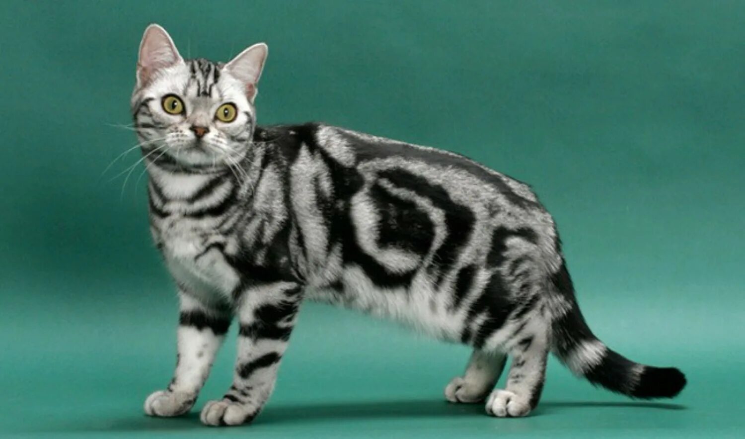 Американская короткошерстная табби. Американская короткошерстная кошка табби. Американская короткошерстная табби Браун. Бенгал Сильвер табби.