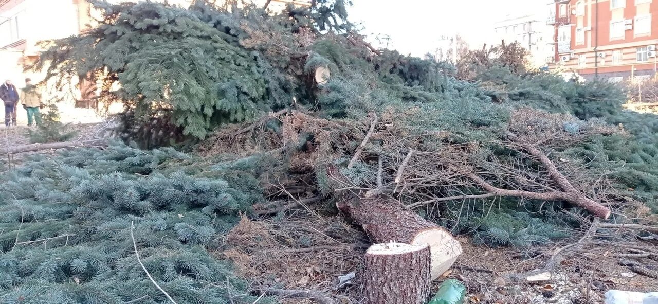 Сели под ели. Голубые ели. ель спилили пополам. голубые ели по энгельса вырубают. срубили елки на радищева.