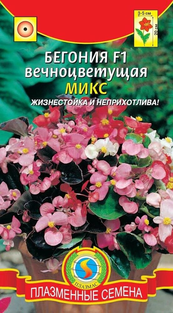 Как выглядят семена бегонии вечноцветущей Бегония в саду: выращивание и уход Азбука садовода