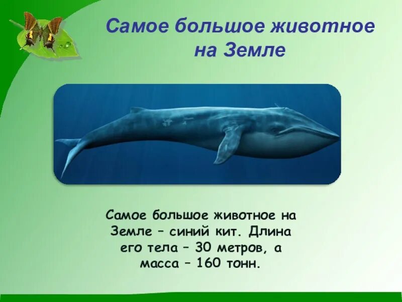 Самое большое животное. Синий кит самое большое животное. Самое тяжелое животное на земле. 14 метров словами